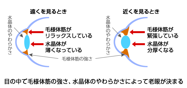 筋肉と水晶体