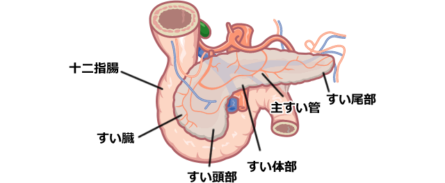 すい臓の位置