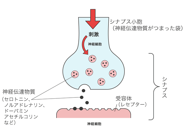 神経細胞間における情報伝達の仕組み